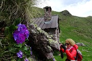 26 Primula di Lombardia intirizzita dal freddo al 'Baitel' !